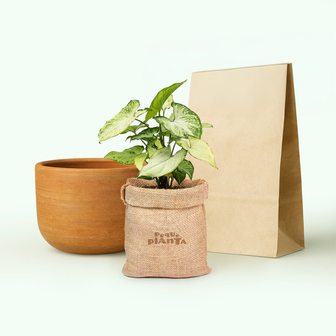 Syngonium Podophyllum