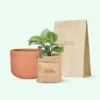 Maranta Kerchoveana Kit