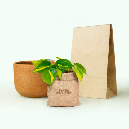 Philodendron De Brasil