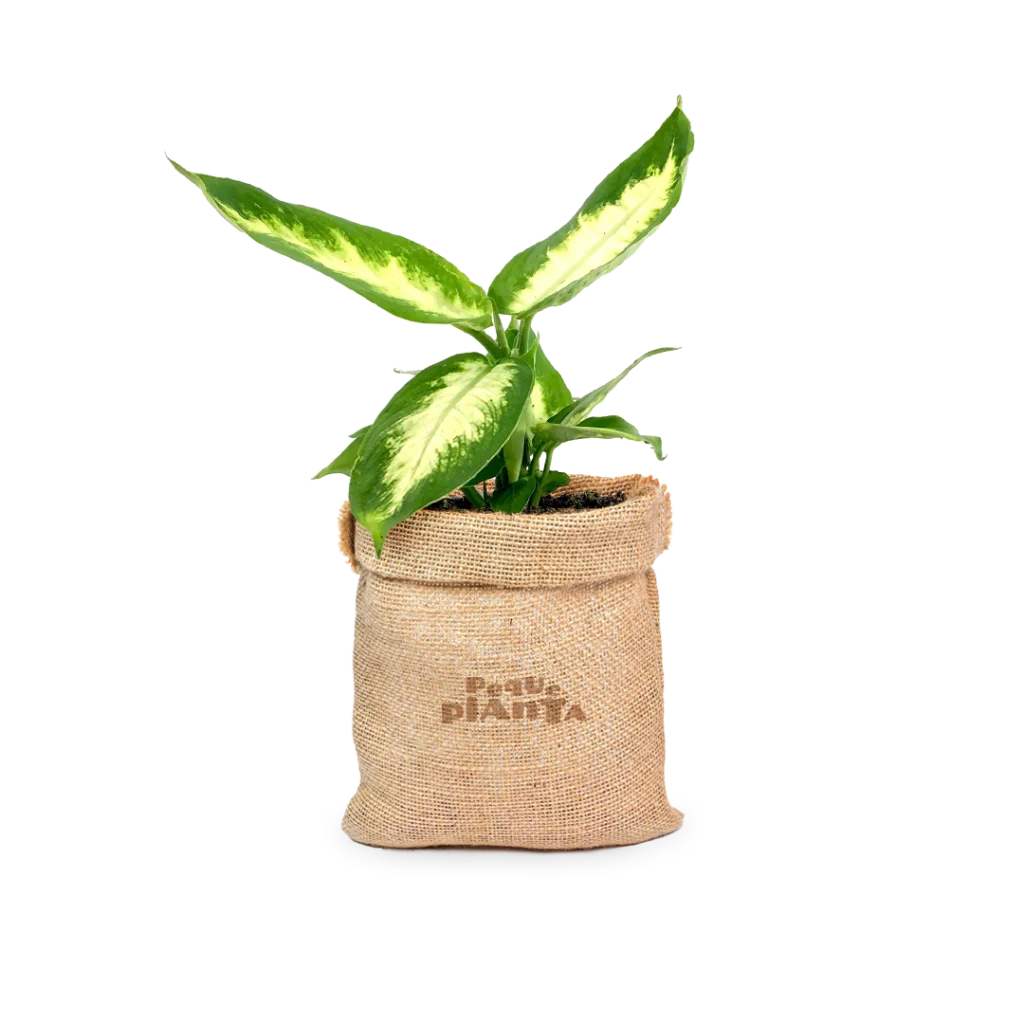 Dieffenbachia