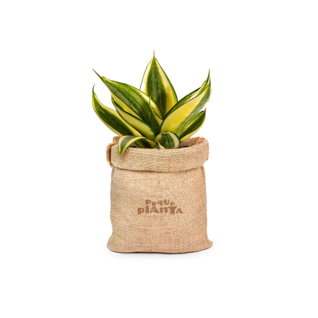 Sansevieria