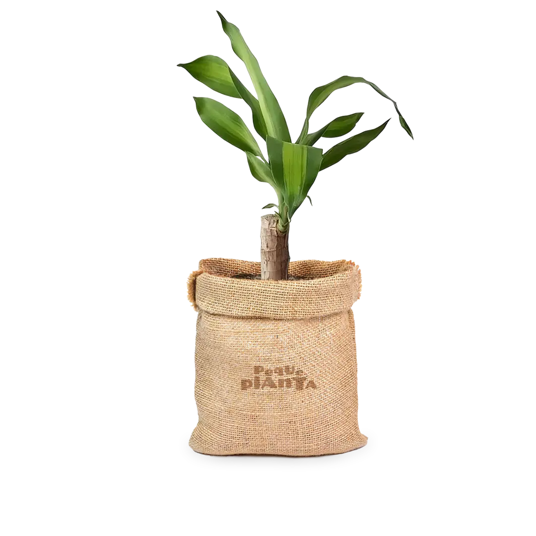 Dracaena fragrans - Palo de Brasil