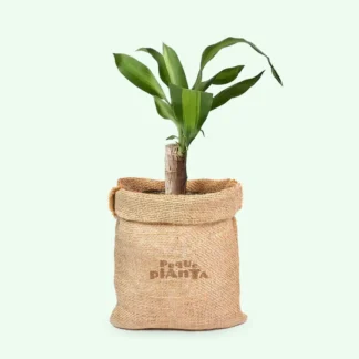 Dracaena fragrans - Palo de Brasil