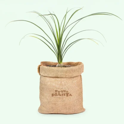 Beaucarnea Recurvata