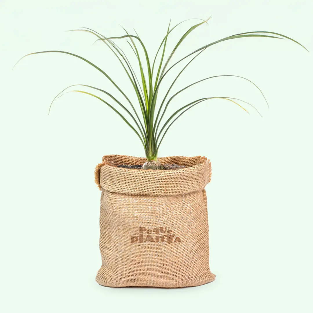 Beaucarnea Recurvata