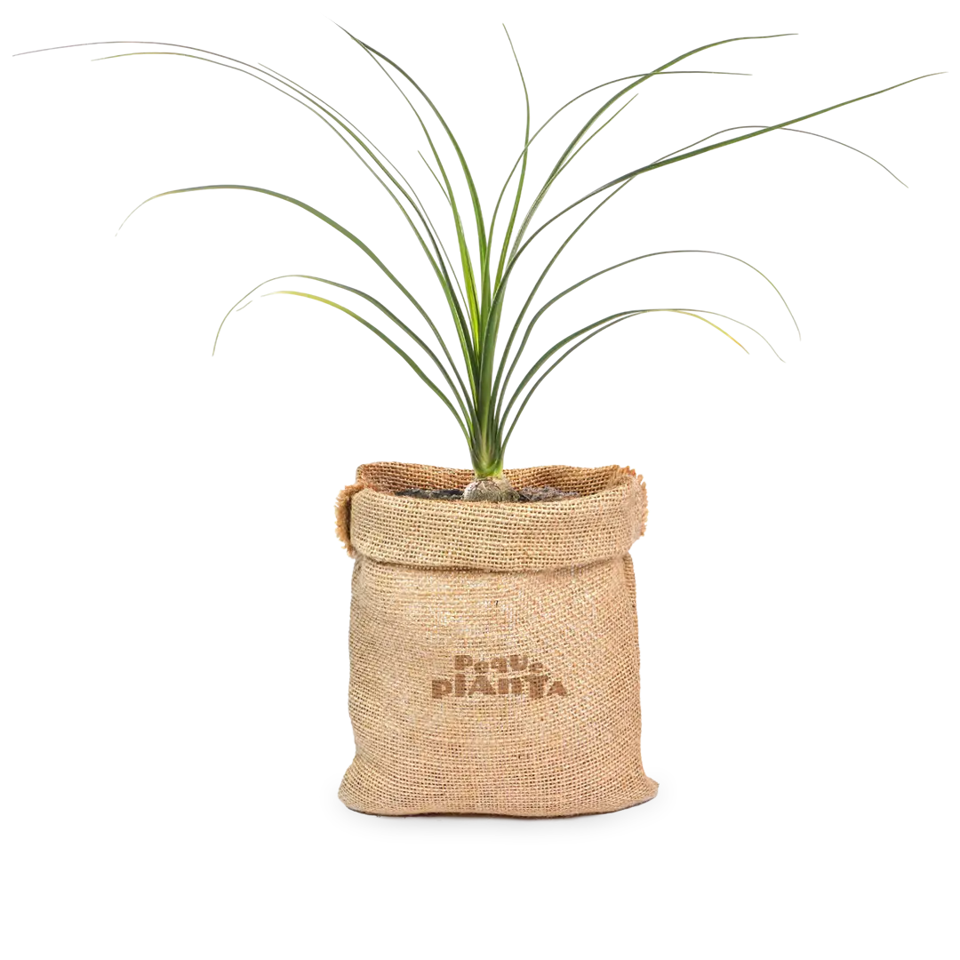 Beaucarnea Recurvata