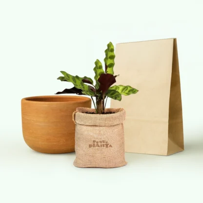 Calathea Lancifolia