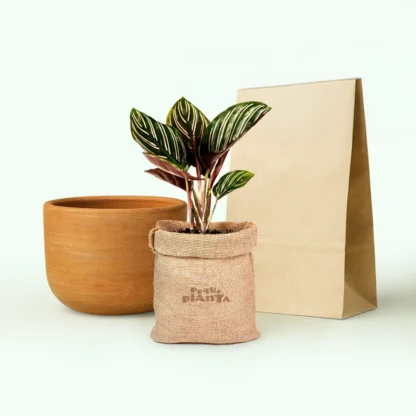 Calathea Ornata
