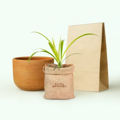 Chlorophytum Comosum