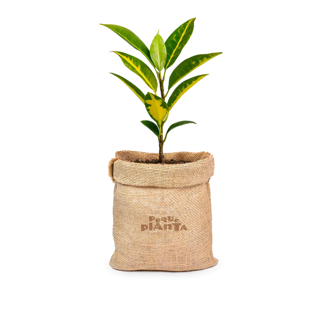 Codiaeum variegatum ‘Sunny Star’