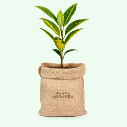 Codiaeum variegatum ‘Sunny Star’