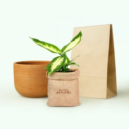 Dieffenbachia Camille