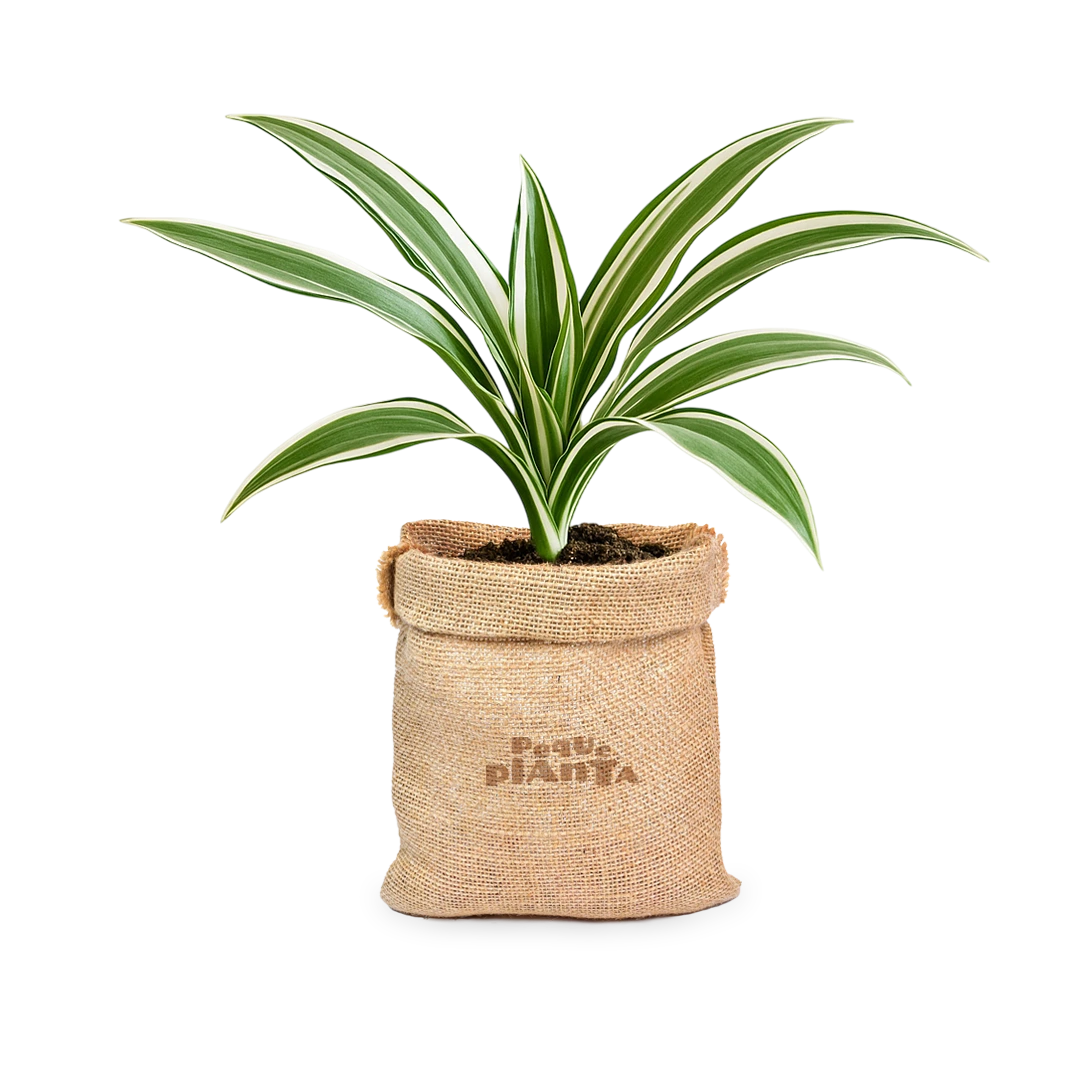 Dracaena Deremensis 'Joya Blanca'