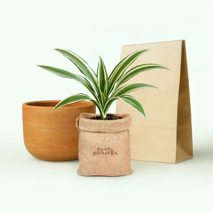Dracaena Deremensis 'Joya Blanca'
