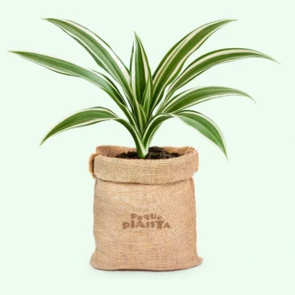 Dracaena Deremensis 'Joya Blanca'