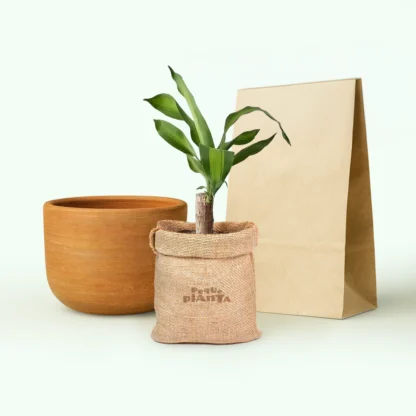 Dracaena Fragrans