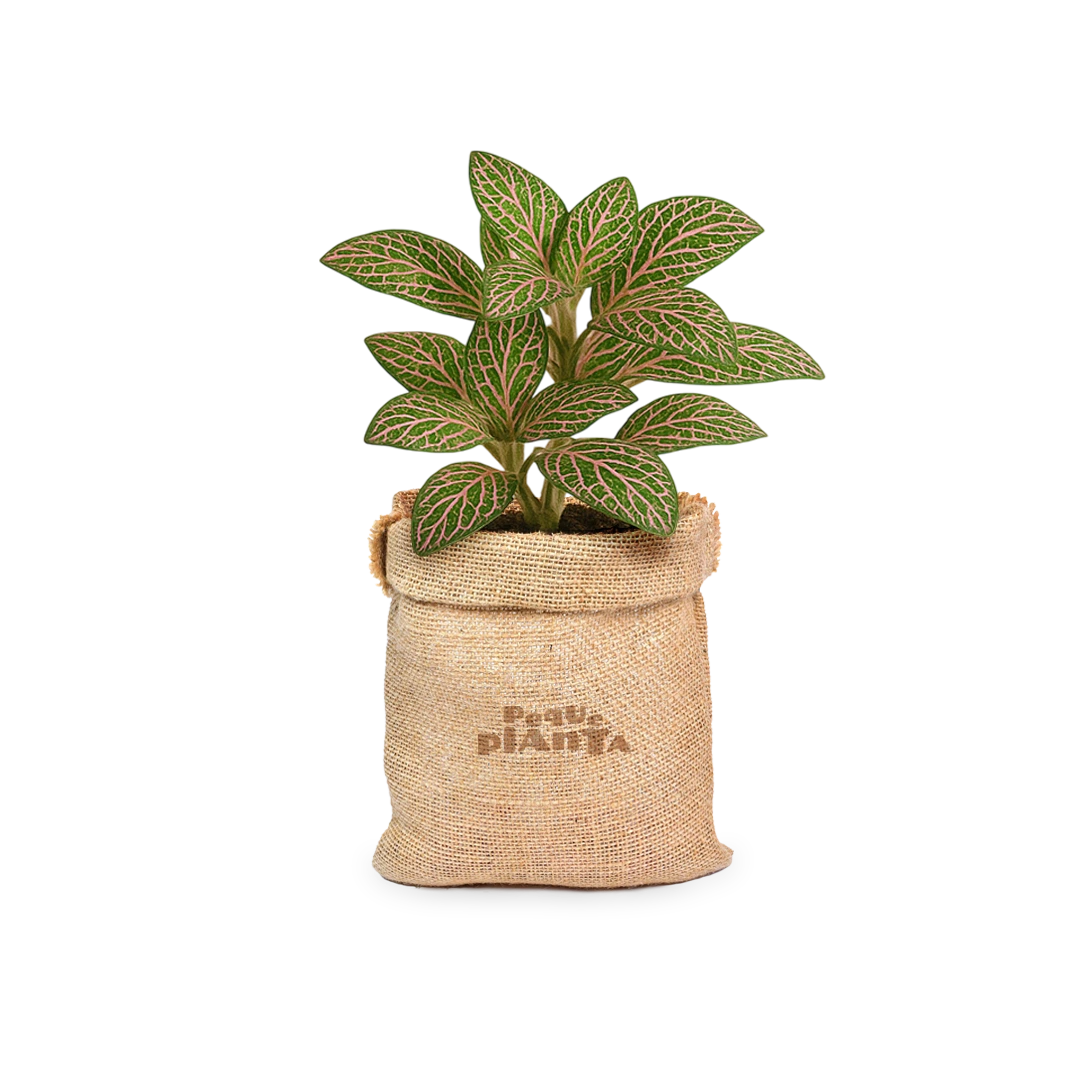 Fittonia albivenis ‘Pink Angel’