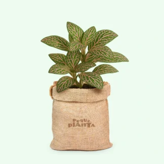 Fittonia albivenis ‘Pink Angel’