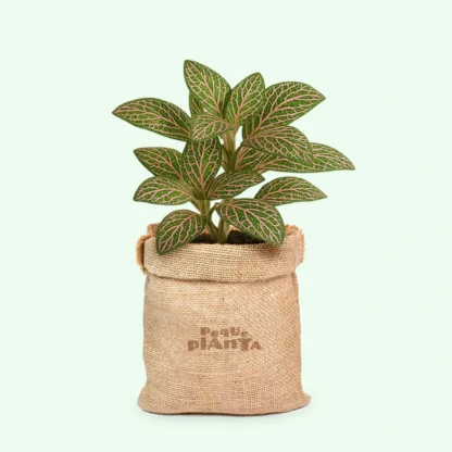 Fittonia albivenis ‘Pink Angel’