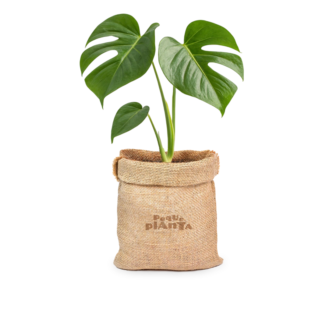 Monstera Deliciosa var. Borsigiana