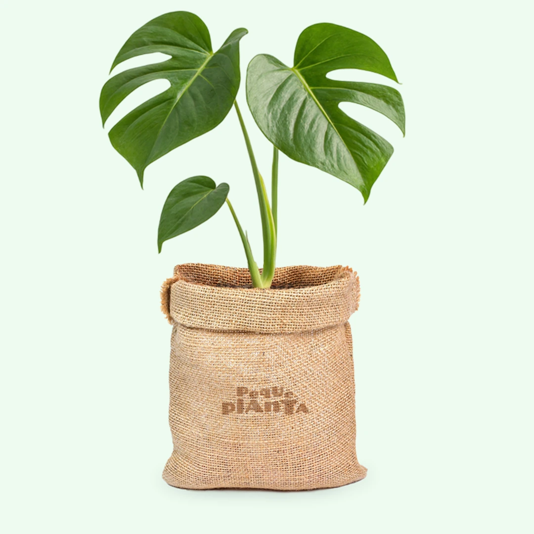 Monstera Deliciosa var. Borsigiana