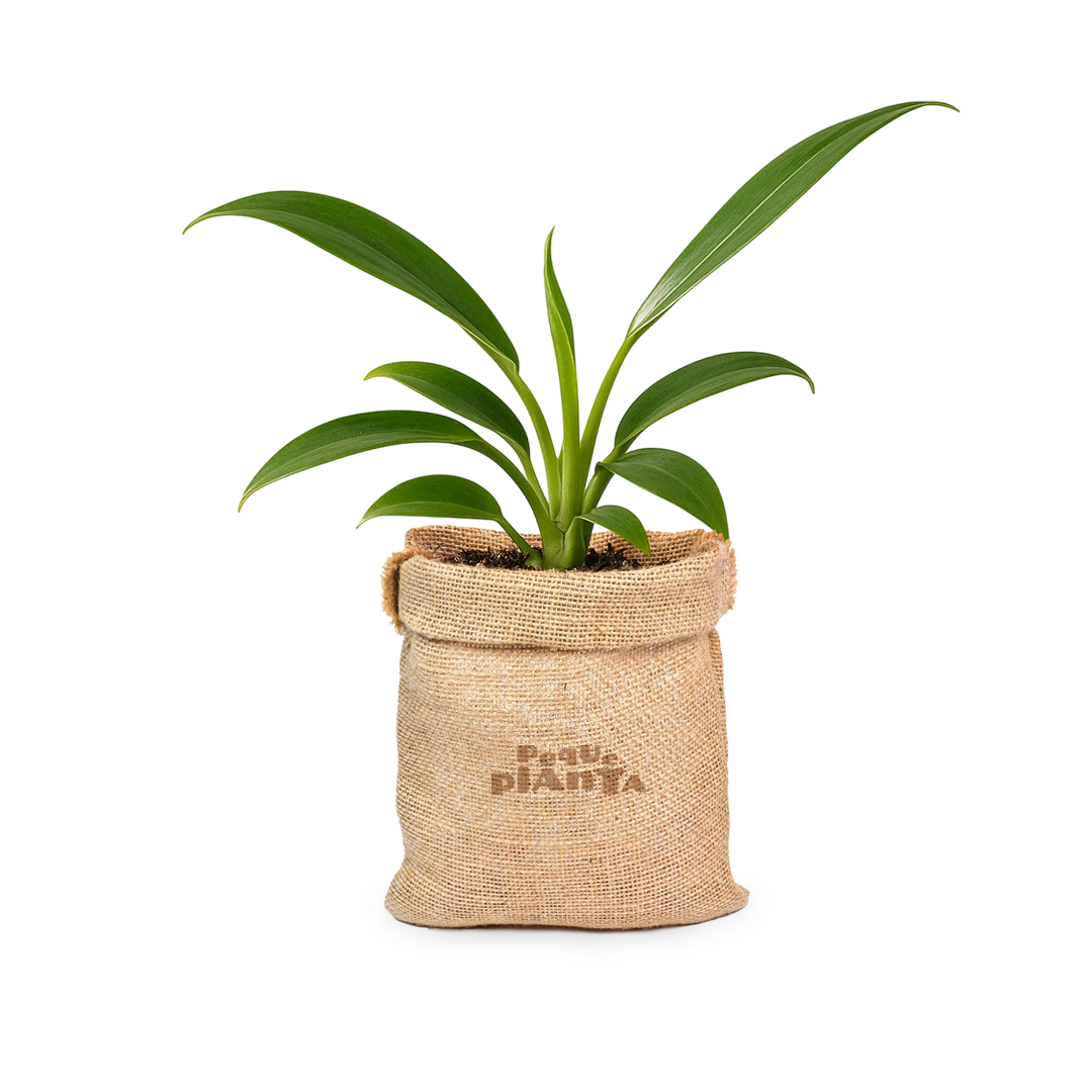 Philodendron Wend-imbe