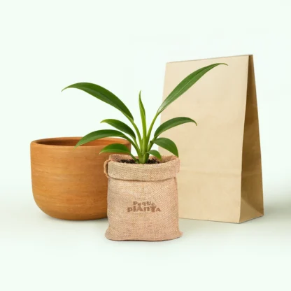 Philodendron Wend-imbe