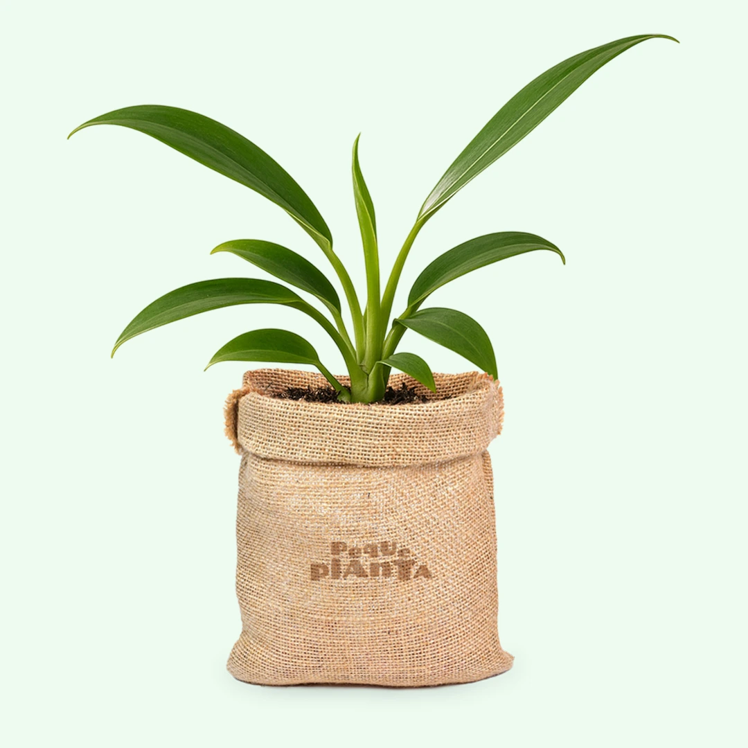 Philodendron Wend-imbe