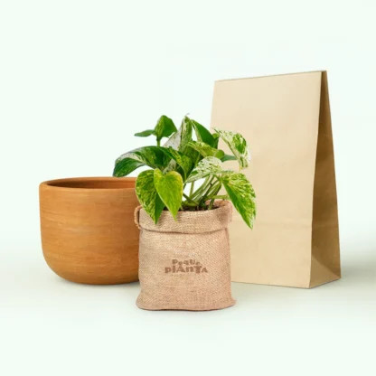Pothos Marble Queen