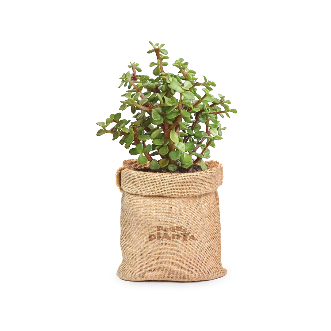 Portulacaria Afra