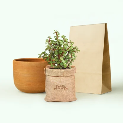 Portulacaria Afra