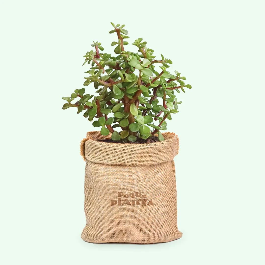 Portulacaria Afra