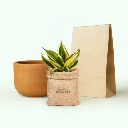 Sansevieria Golden Hahnii