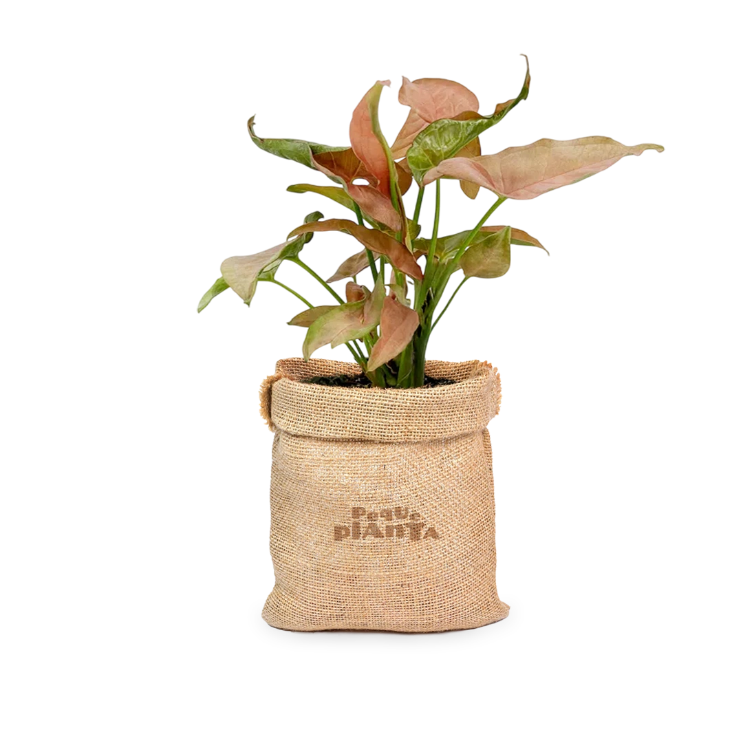 Syngonium Mini Allusion