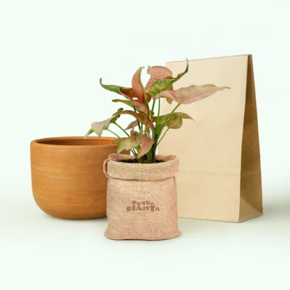 Syngonium Mini Allusion