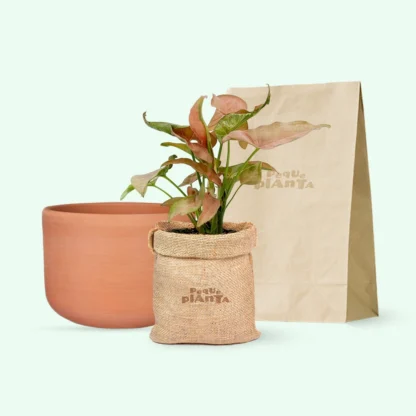 Syngonium Mini Allusion