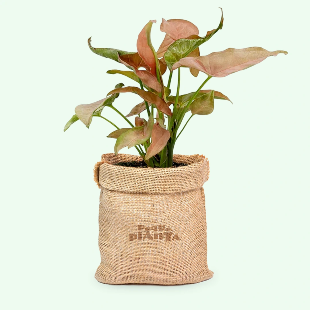 Syngonium Mini Allusion
