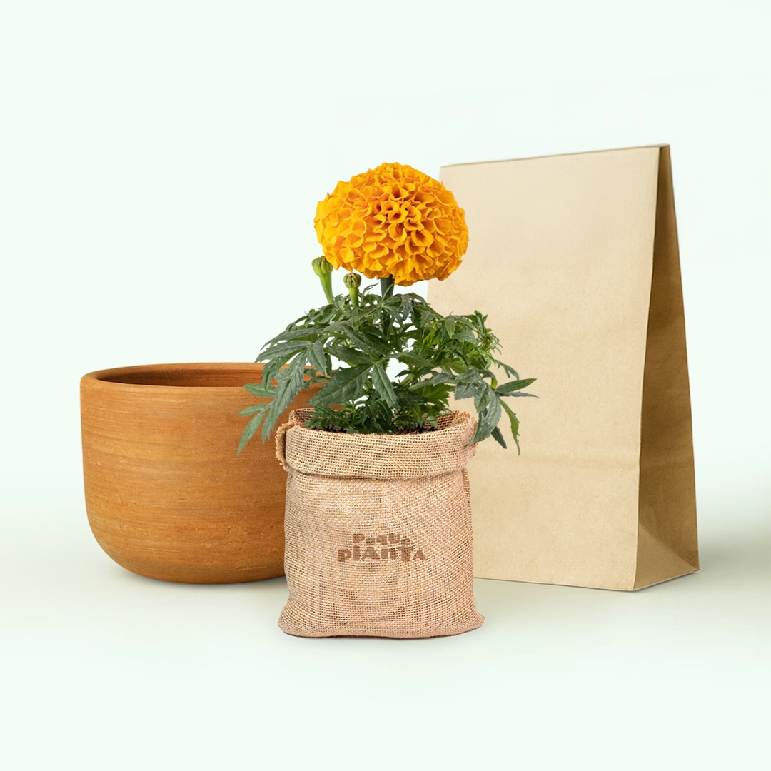 Tagetes Erecta
