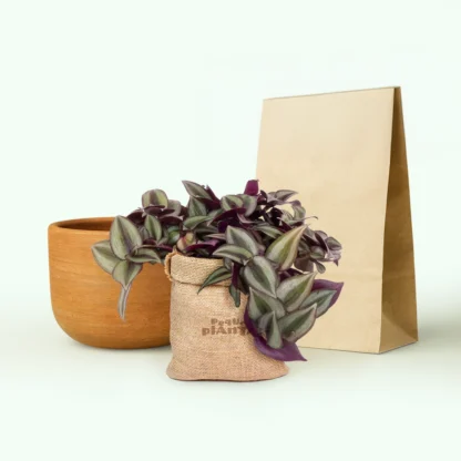 Tradescantia Zebrina