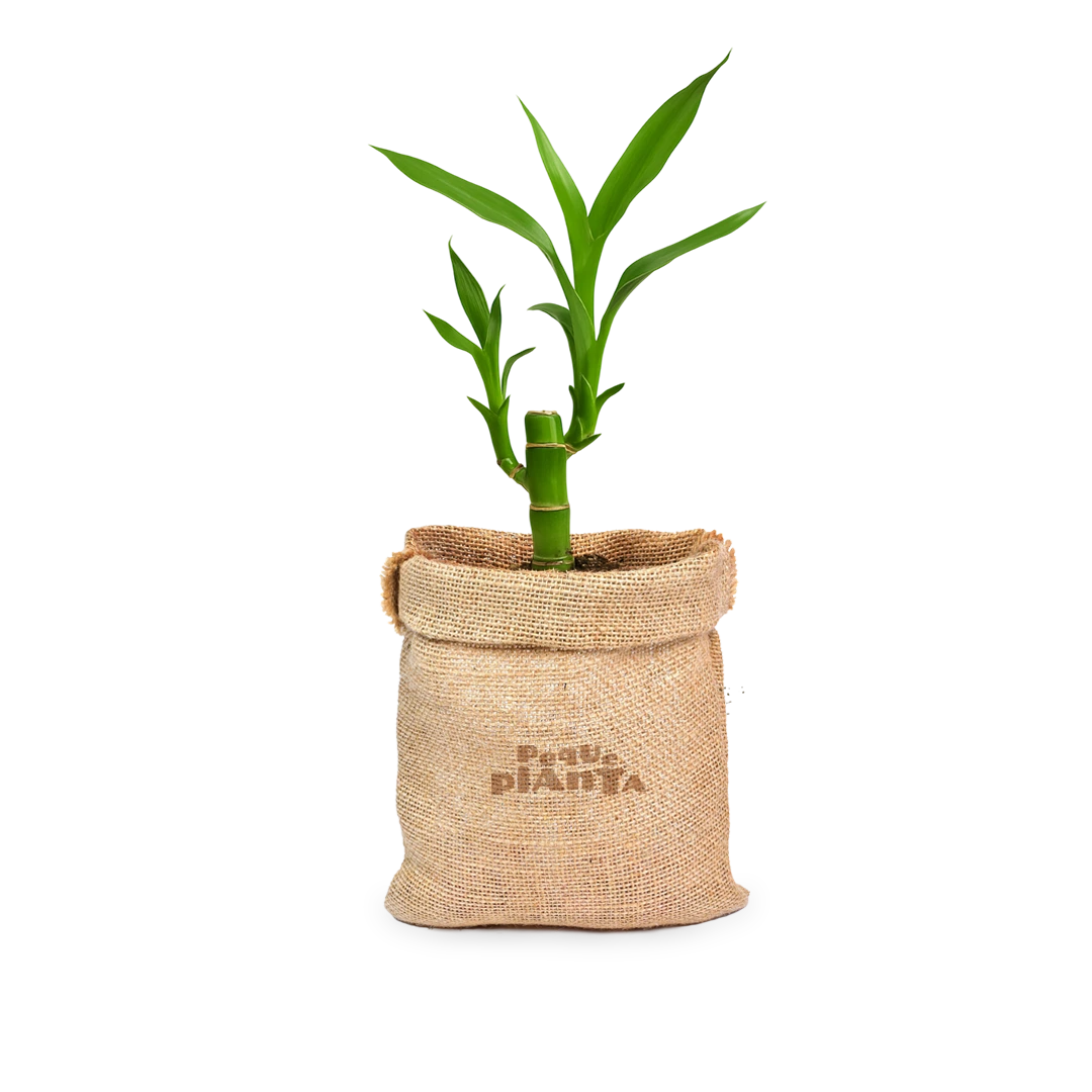 Dracaena Sanderiana