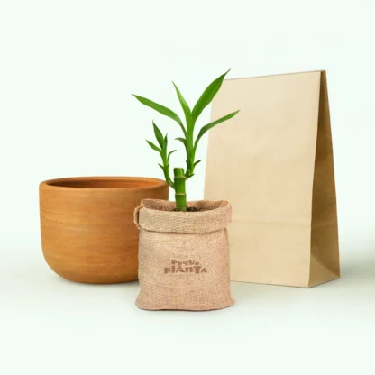 Dracaena Sanderiana