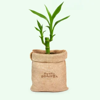 Dracaena Sanderiana