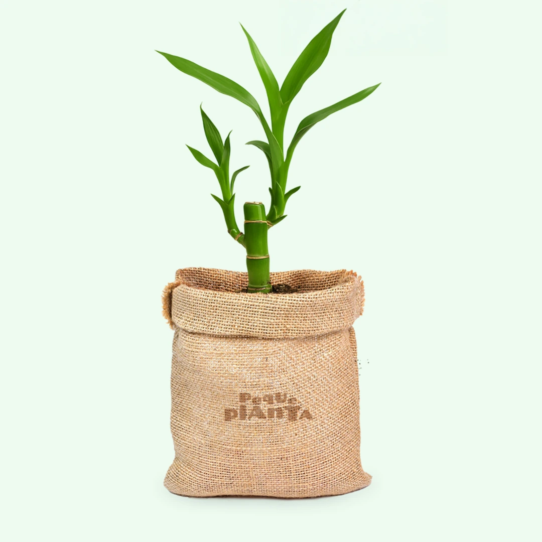 Dracaena Sanderiana