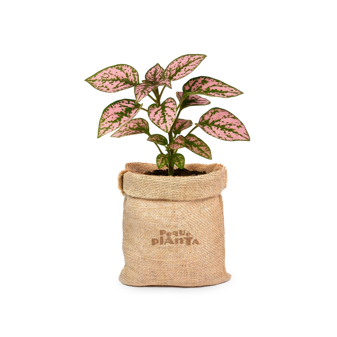 Hypoestes Phyllostachya