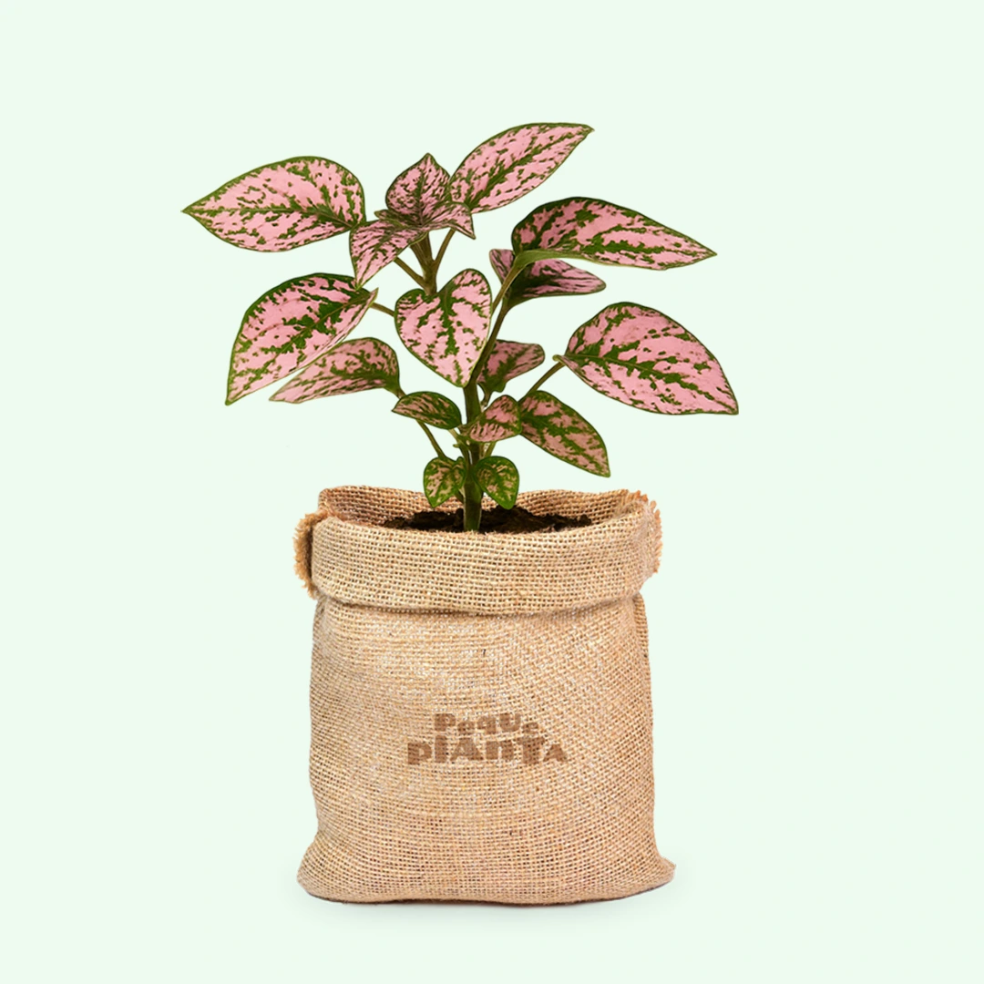Hypoestes Phyllostachya