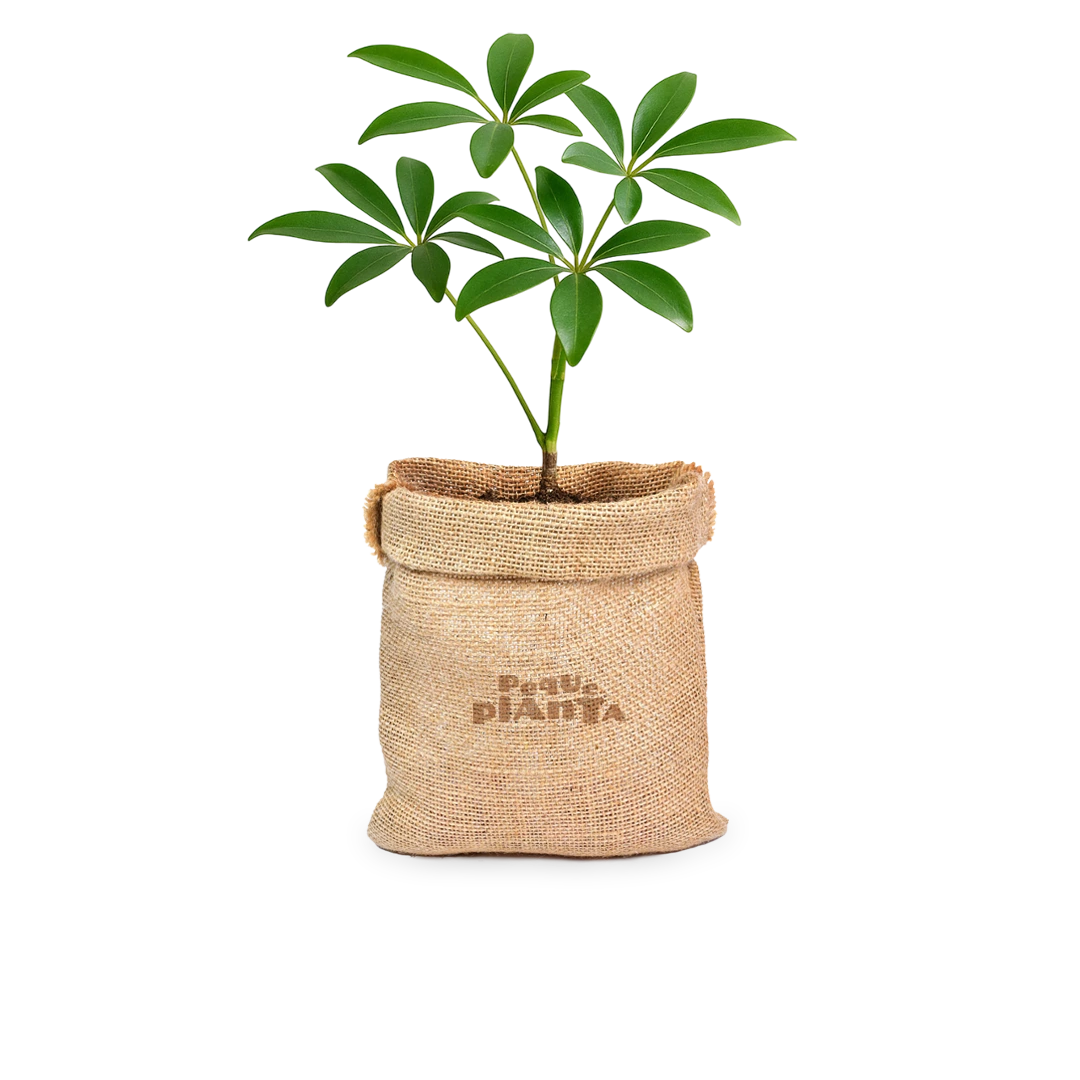 Schefflera Arboricola