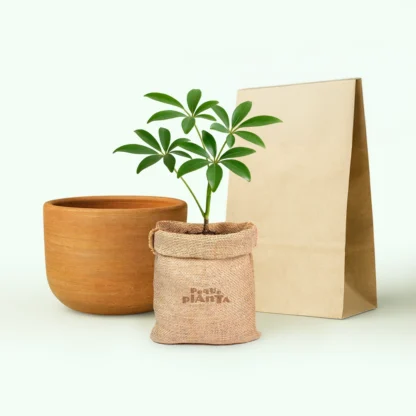 Schefflera Arboricola
