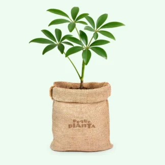 Schefflera Arboricola