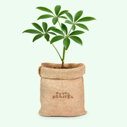 Schefflera Arboricola