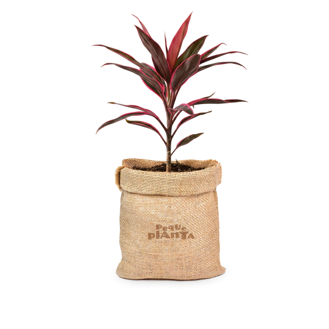 Cordyline Fruticosa